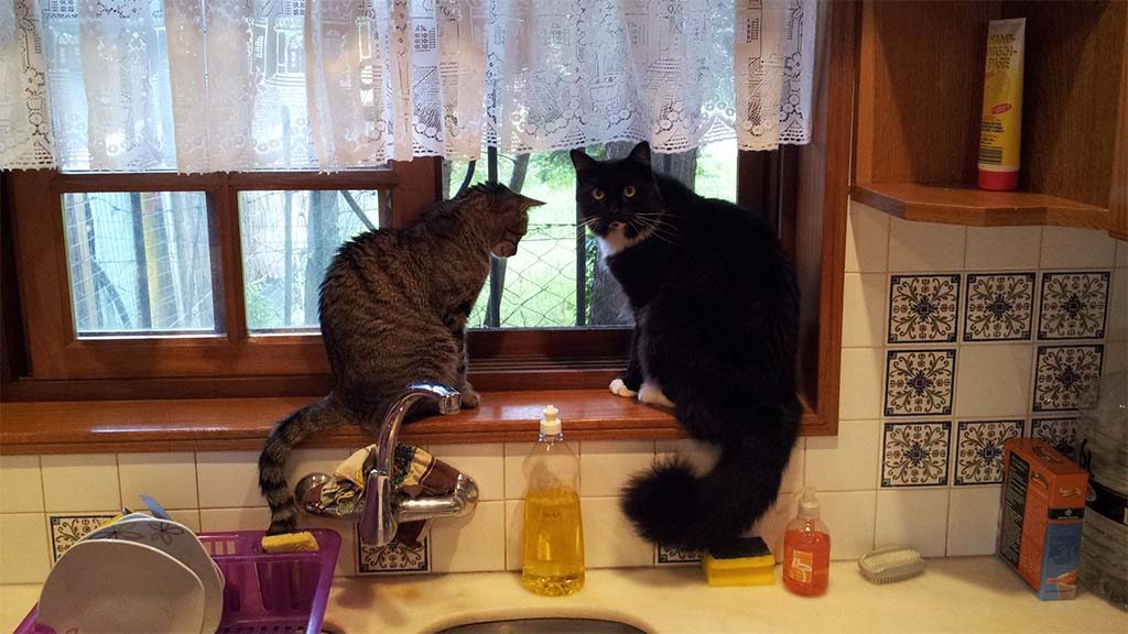 Minnie (links) & Puschel (rechts) am Küchenfenster