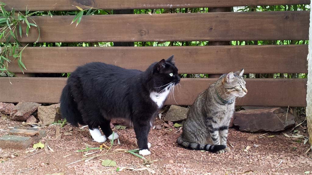 Puschel und Minnie im Hof