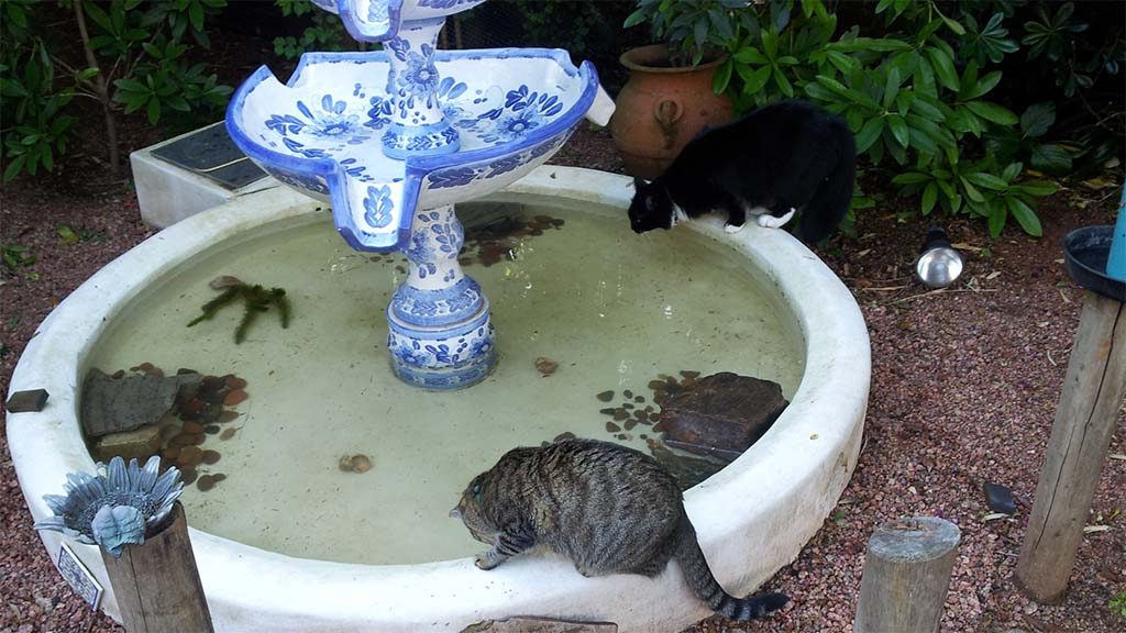 Wasserspiele für die Fellnasen