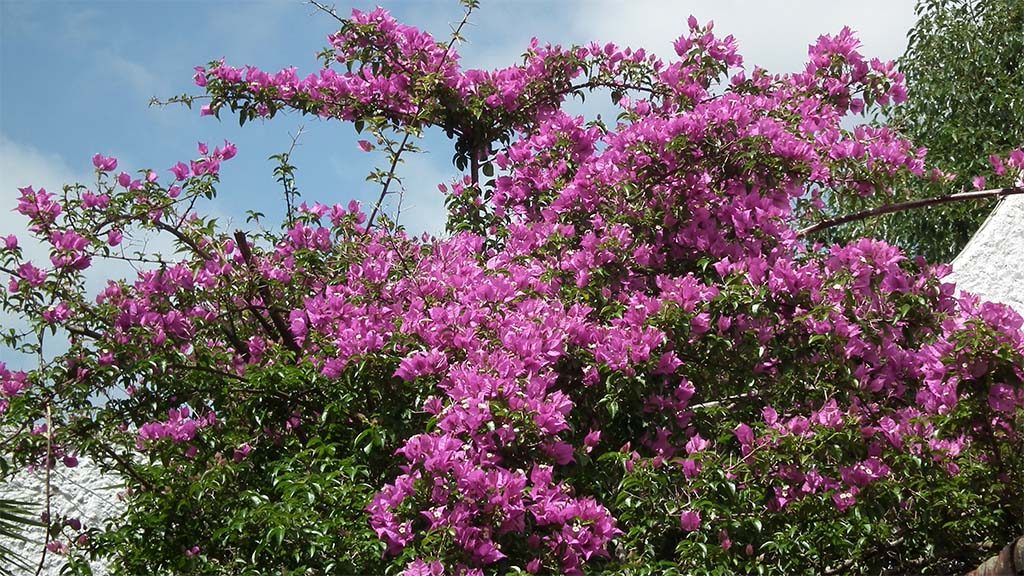 Die Bougainvillea im Innenhof