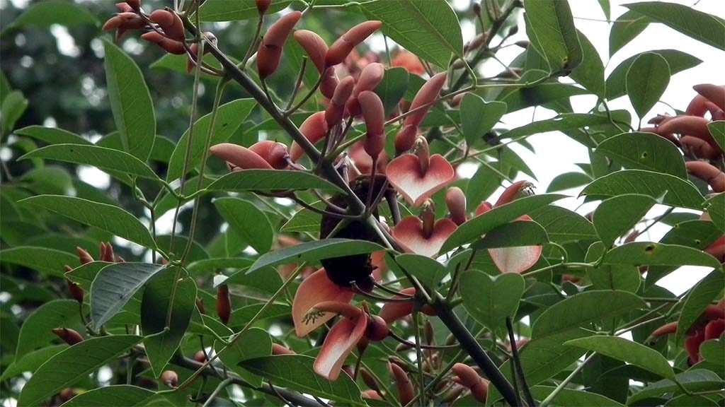 Korallenbaum in Blüte.