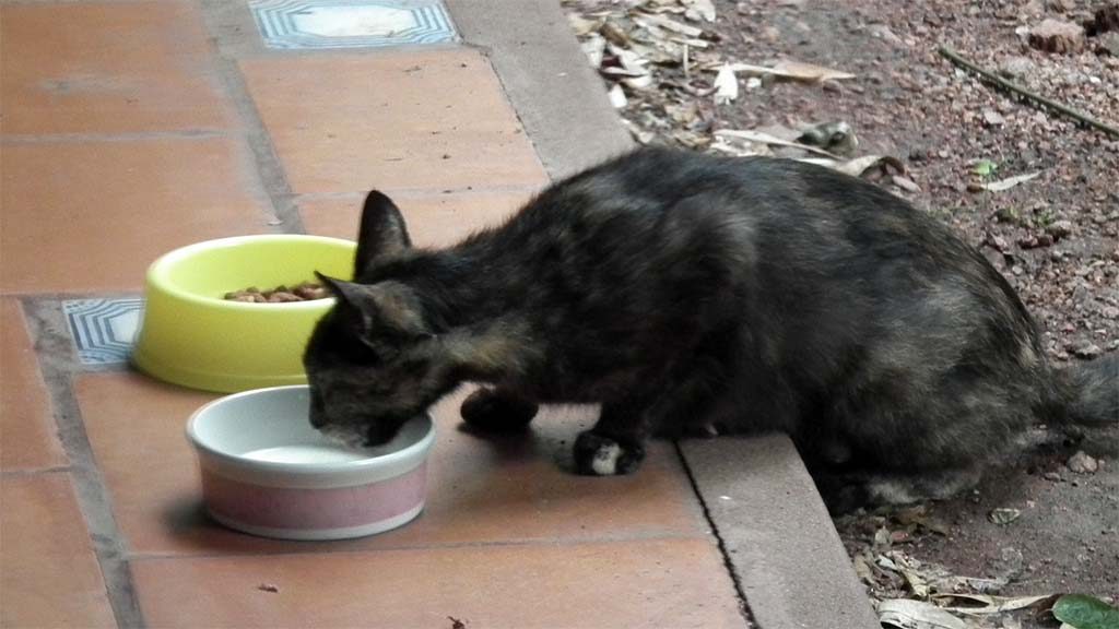 Maya beim Sahne-Milch-schlabbern