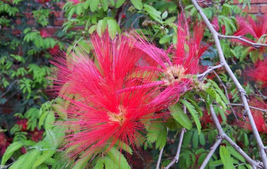 Flora und Fauna rund ums Haus