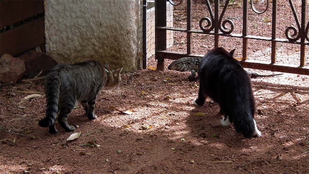 Puschel & Minnie finden den kleinen Leguan sehr interessant