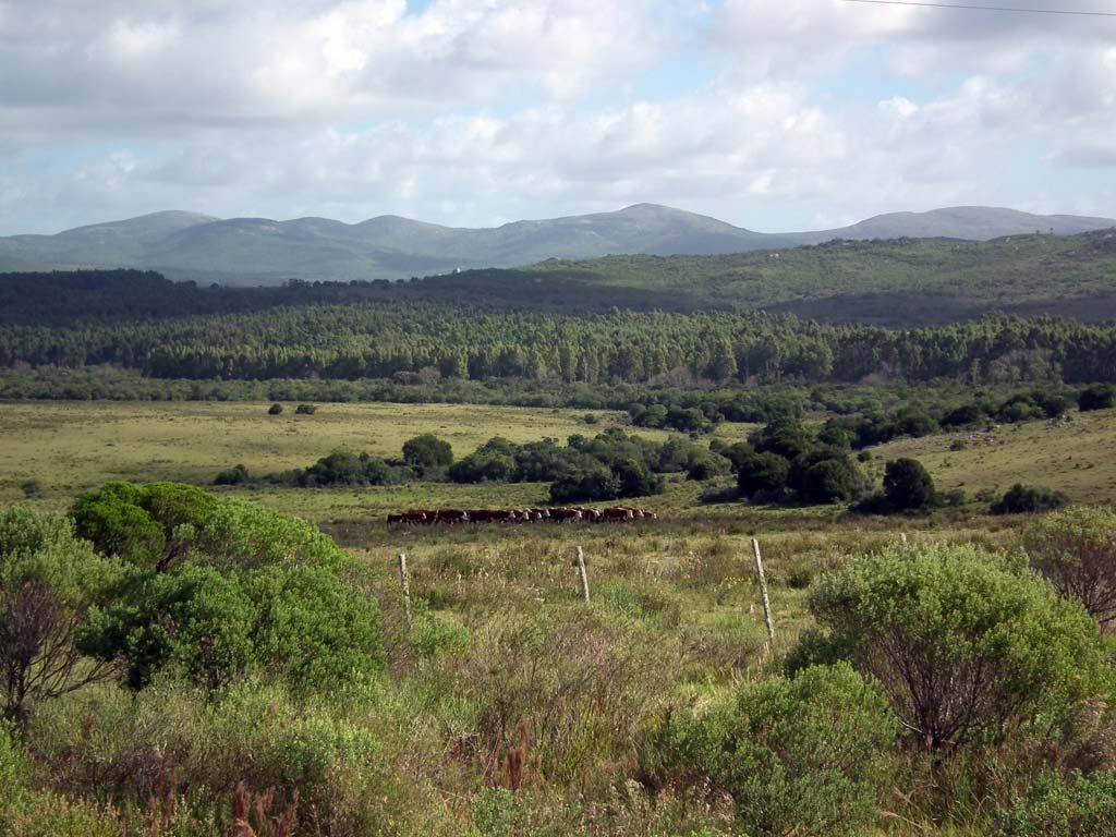 Uruguay Idylle mit Rindern