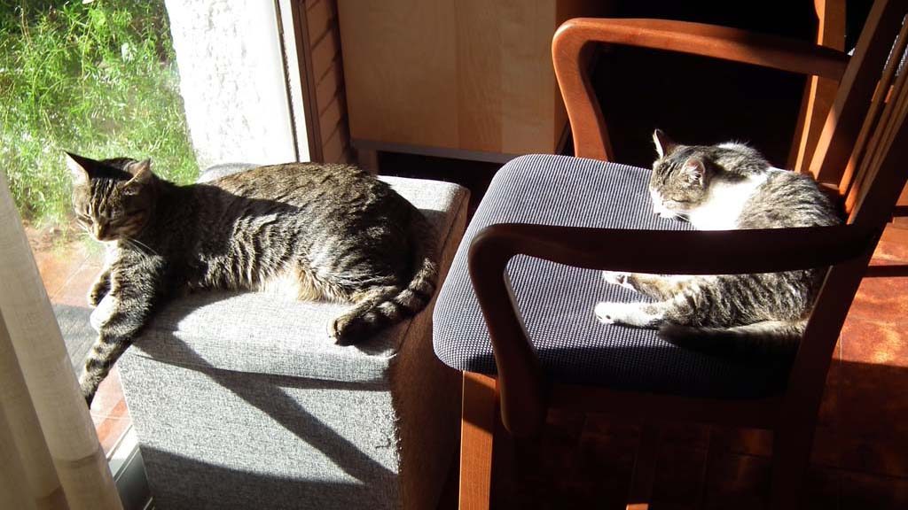 Minnie und Kalea beim Sonnenbad