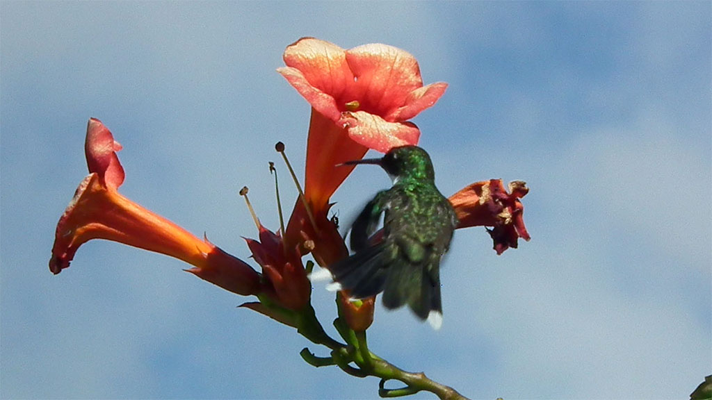 Picaflor  - Kolibri