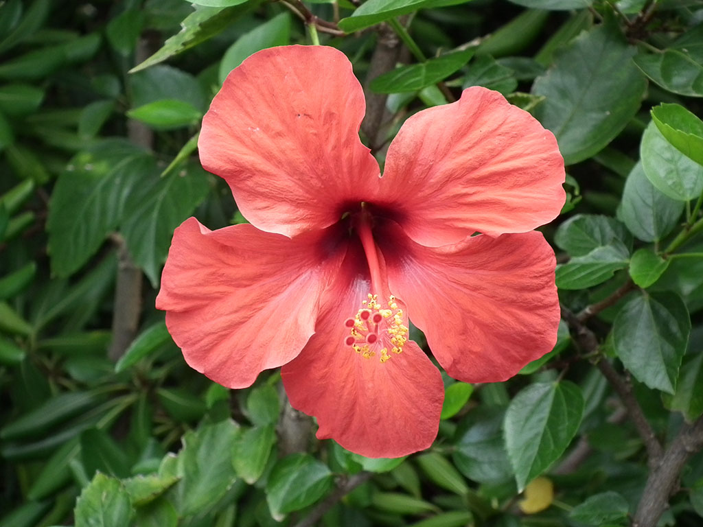 Hibiskus rot