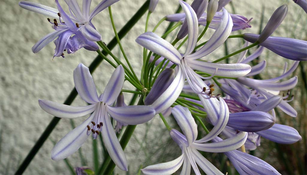 Agapanthus