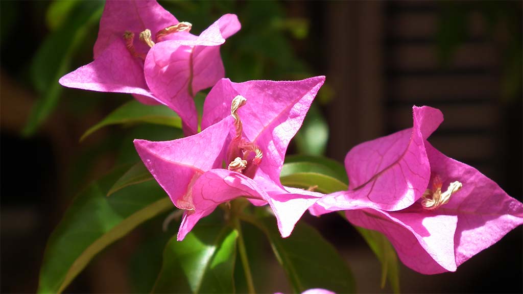 Bougainvillea