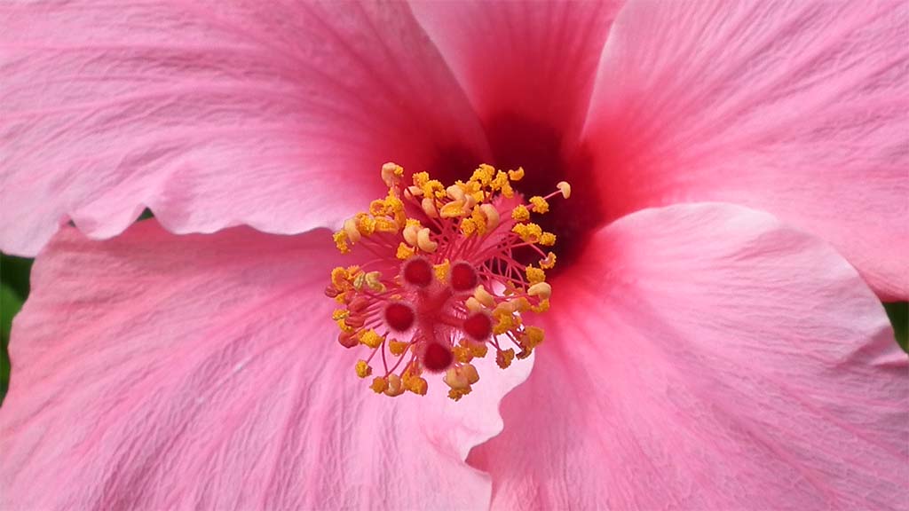 Hibiskus