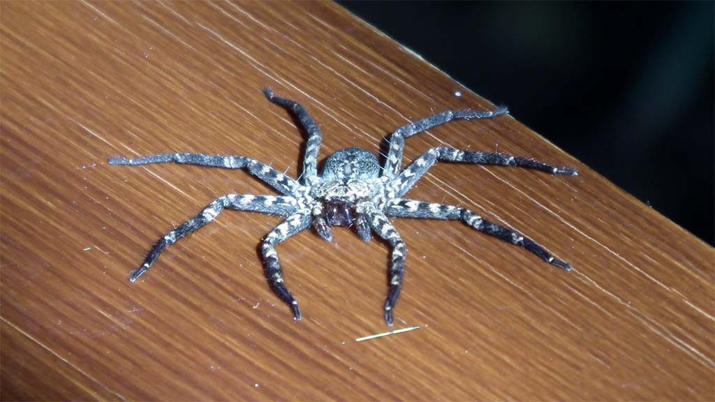 Ultraflache Spinne