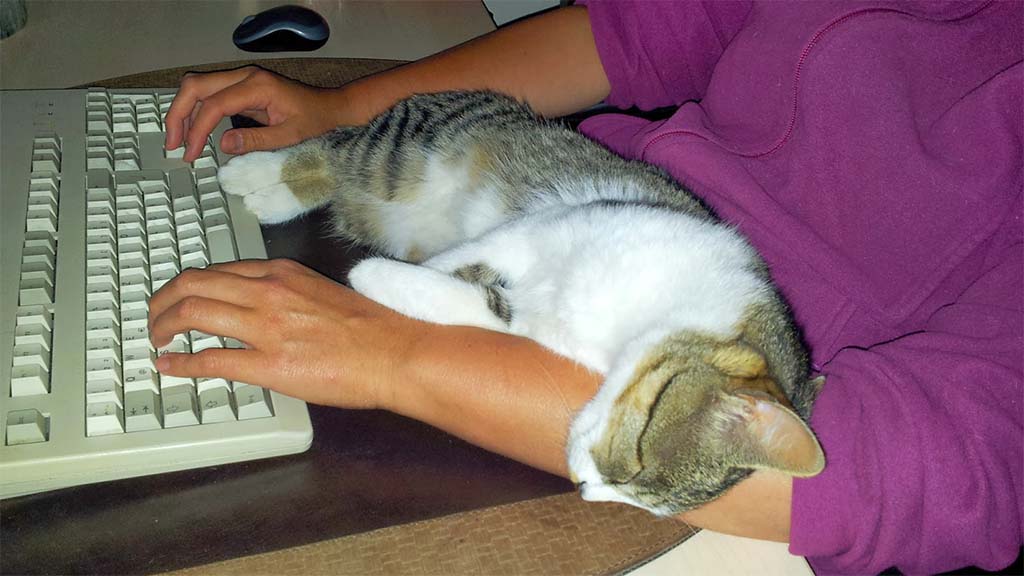"Ein Hund sitzt neben dir, während du arbeitest.  Eine Katze sitzt auf deiner Arbeit." -  Pam Brown