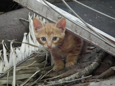 Geliebte Rasselbande – Kater Anakin