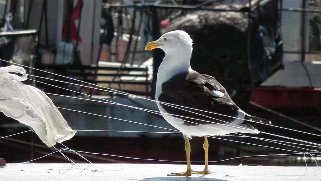 Möwe in Punta