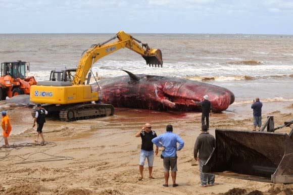 In Montevideo (Uruguay) ist ein toter Pottwal von 16,5 Metern  Länge angeschwemmt worden.