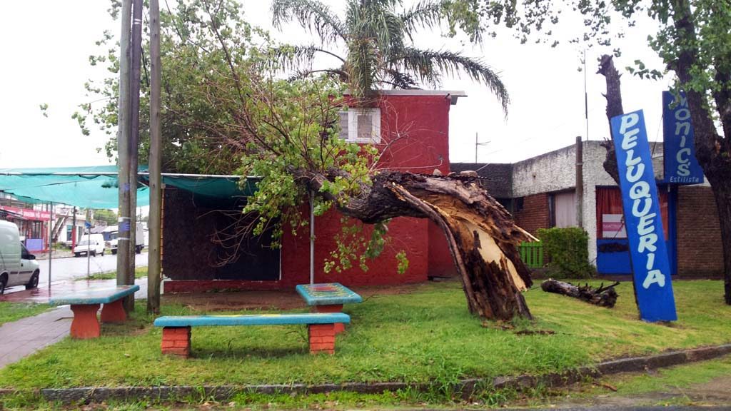 Der Baum wird dann wohl Brennholz für zukünftige Asados