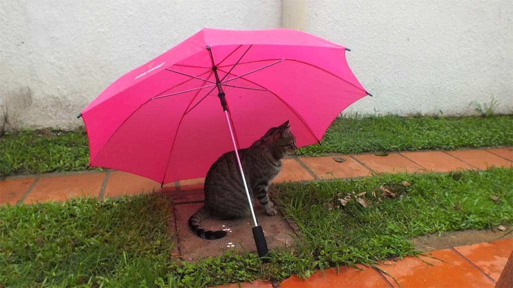 Auch die Katzen suchen Schutz und sind ziemlich genervt von diesem Wetter