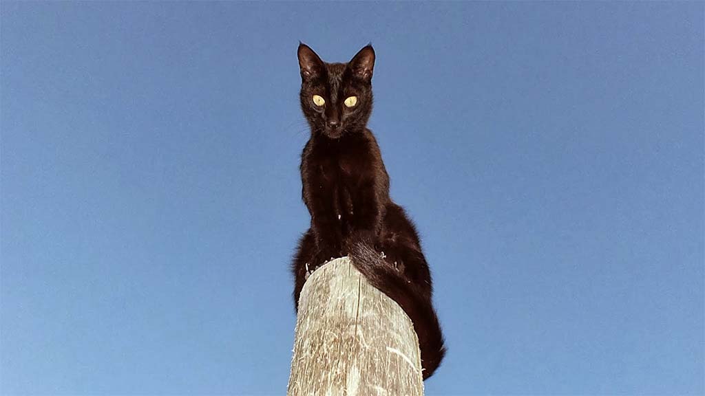 Darth Vader - ein Kater möchte immer hoch hinaus...