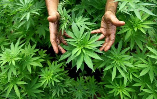 Zwischenbilanz eines revolutionären Experiments: In Uruguay verkauft der Staat Cannabis
