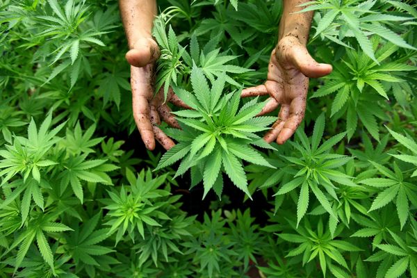  Zwischenbilanz eines revolutionären Experiments: In Uruguay verkauft der Staat Cannabis