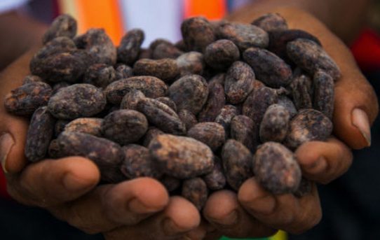 Kulinarische Reise durch Peru: Auf den Spuren des Kakaos