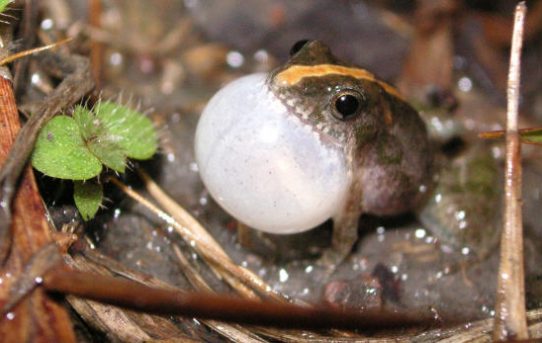 Forscher entdecken in Brasilien Frosch mit „Motor-Sound“