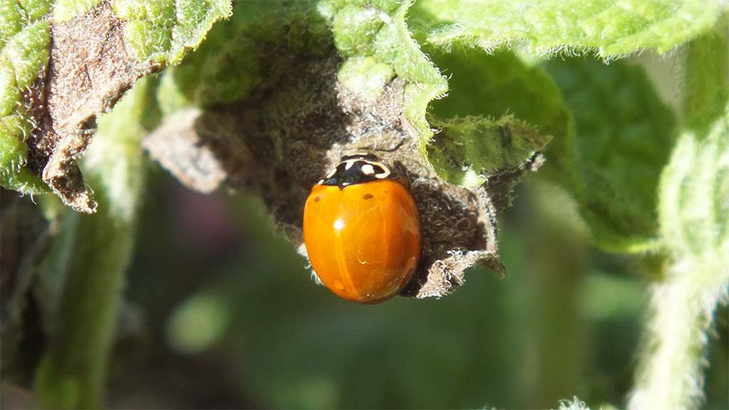 Gartengehilfe in der Mittagspause