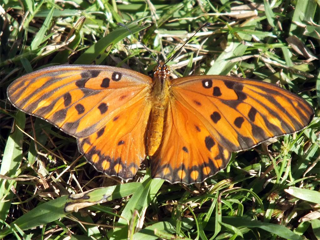 Hier der Schemtterling dazu („Gulf Fritillary“)