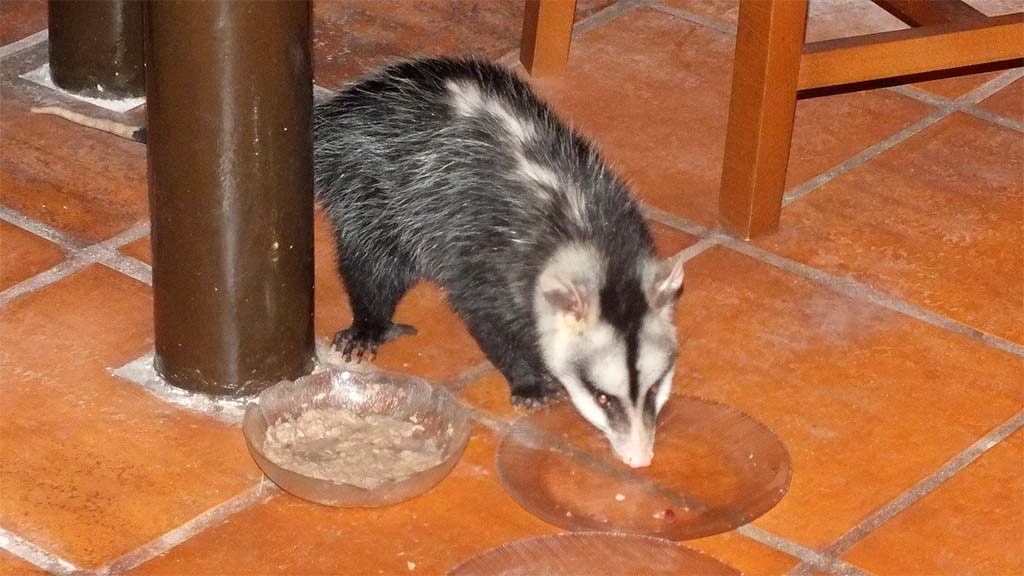 opossum