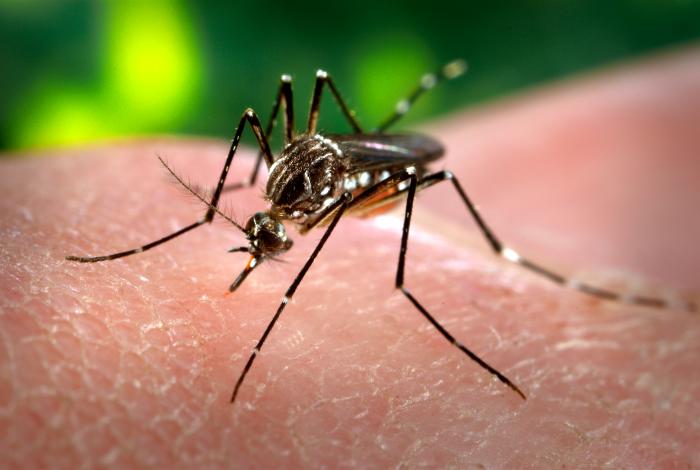 Aedes_aegypti_CDC-Gathany.jpg