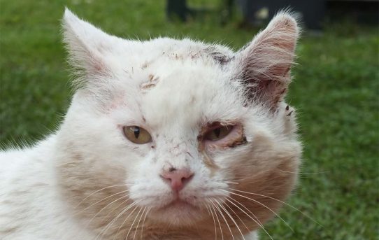 Straßenkater Whitey – eine verlorene Seele findet ein Zuhause