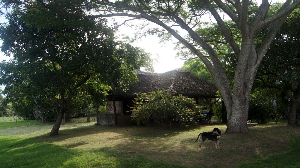 Barbacoa und Hund Brutus