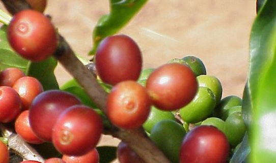 Kolumbien: Rekordernte bei Arabica-Kaffee erwartet