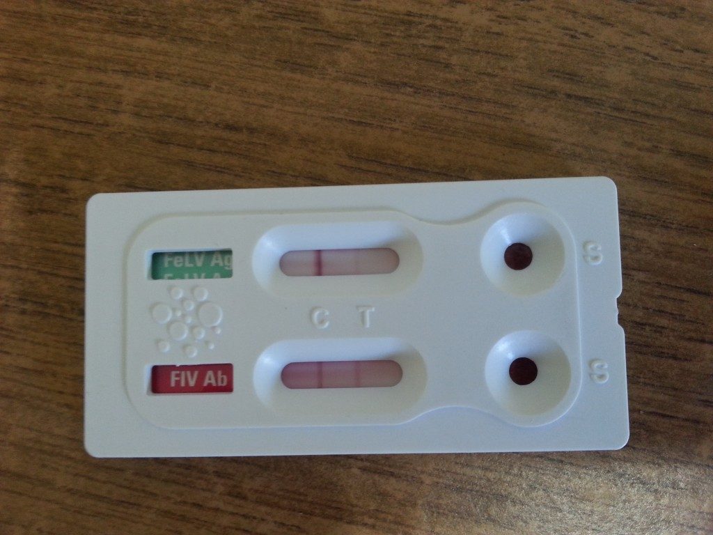 FIV/FeLV Schnelltest