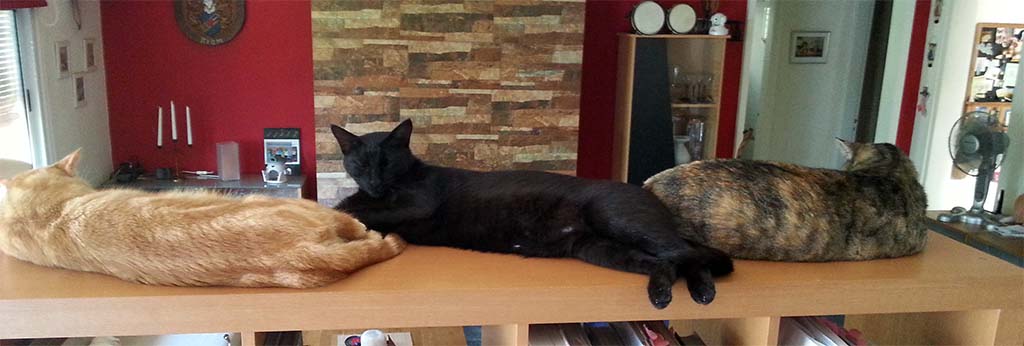 Anakin, Darth Vader und Elua beim Chillen.