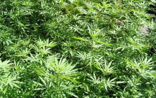 Uruguay – das weltweit erste Land mit vollständiger Legalisierung von Cannabis