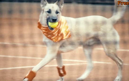 Brasilien: Tennis-Hunde ersetzen Balljungen bei „Brasil Open“