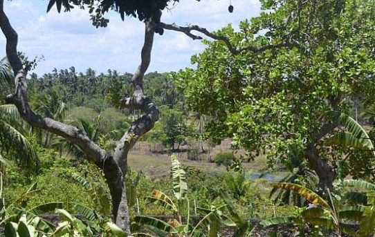 Gelbfieber in Brasilien: Das Schweigen der Wälder