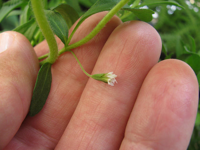 Stevia-Pflanze: Guaraní-Indigene in Brasilien und Paraguay gehen nun gegen Coca Cola vor