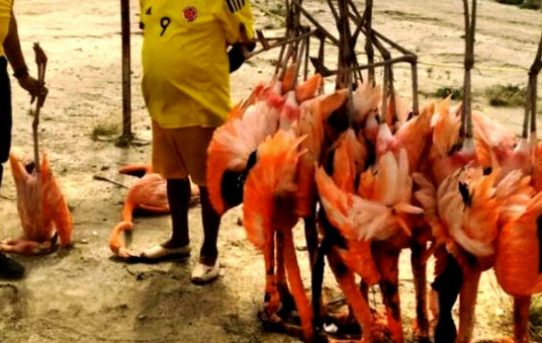 Hunger in Venezuela: Flamingos und Ameisenbären landen im Kochtopf