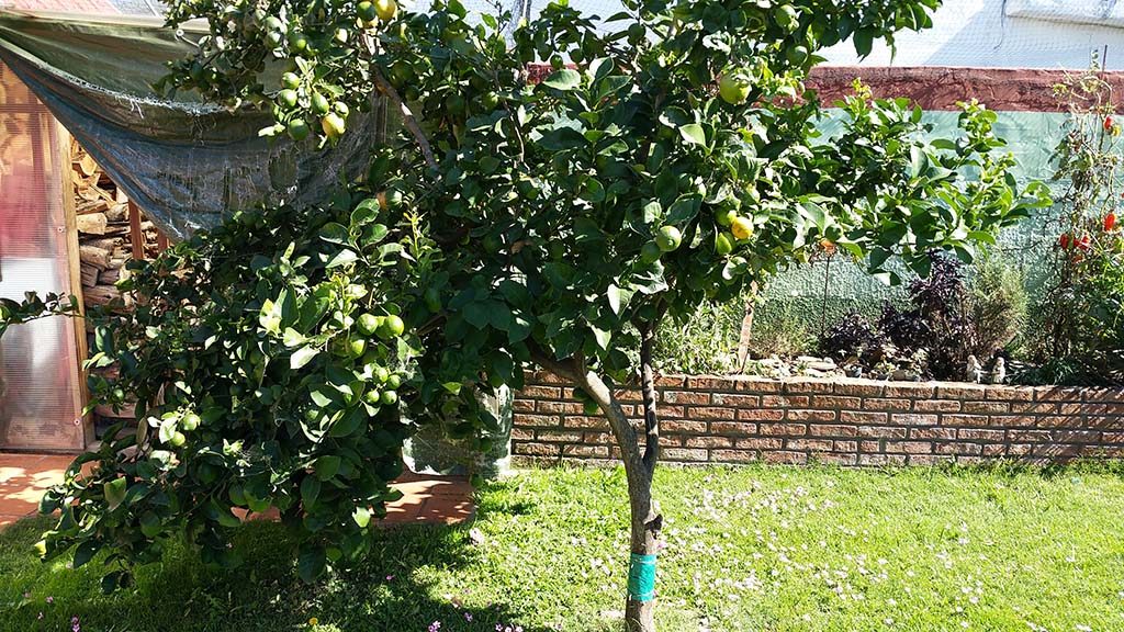 Unsere Zitronenbaum biegt sich unter der Last.