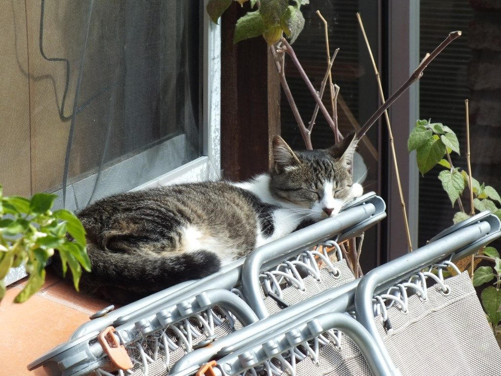 "Eine dösende Katze ist das Abbild perfekter Seligkeit." (Jules François Félix Fleury-Husson)