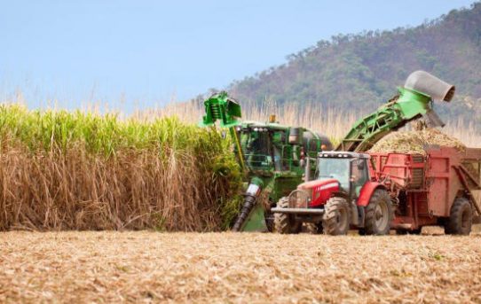 Brasilien: Kommerzielle Freisetzung von gentechnisch verändertem Zuckerrohr genehmigt.
