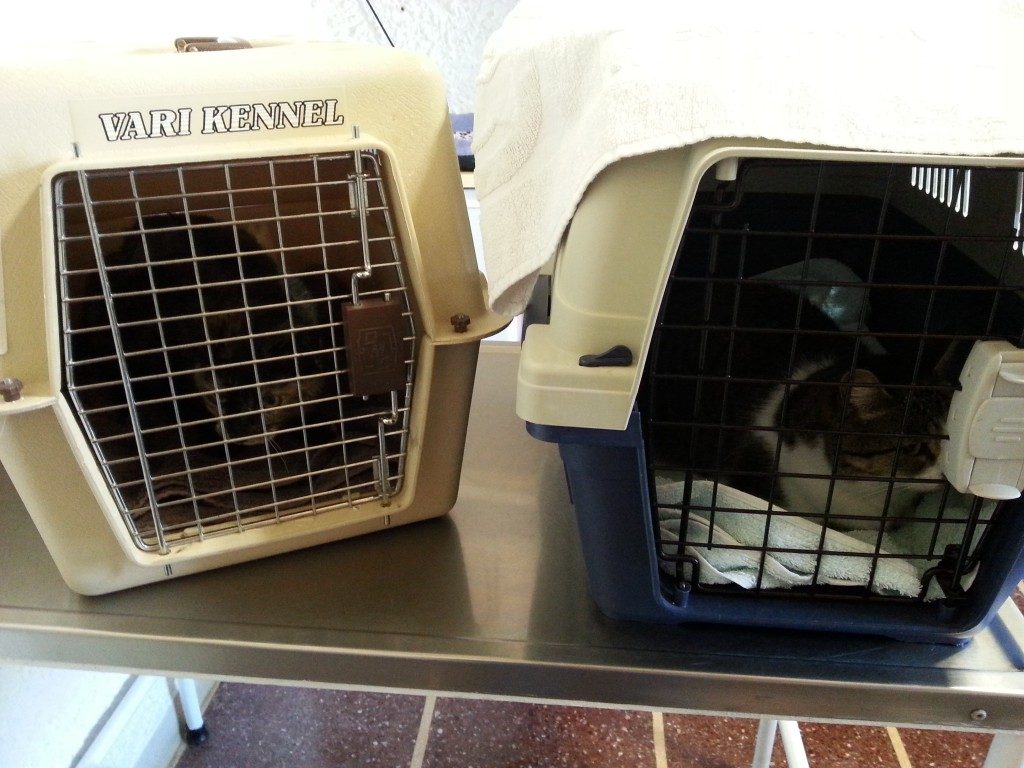 Maya und Kalea beim Tierarzt