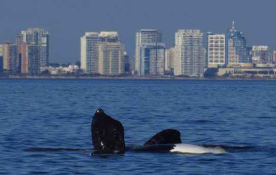 Uruguay: Die Wale sind da!