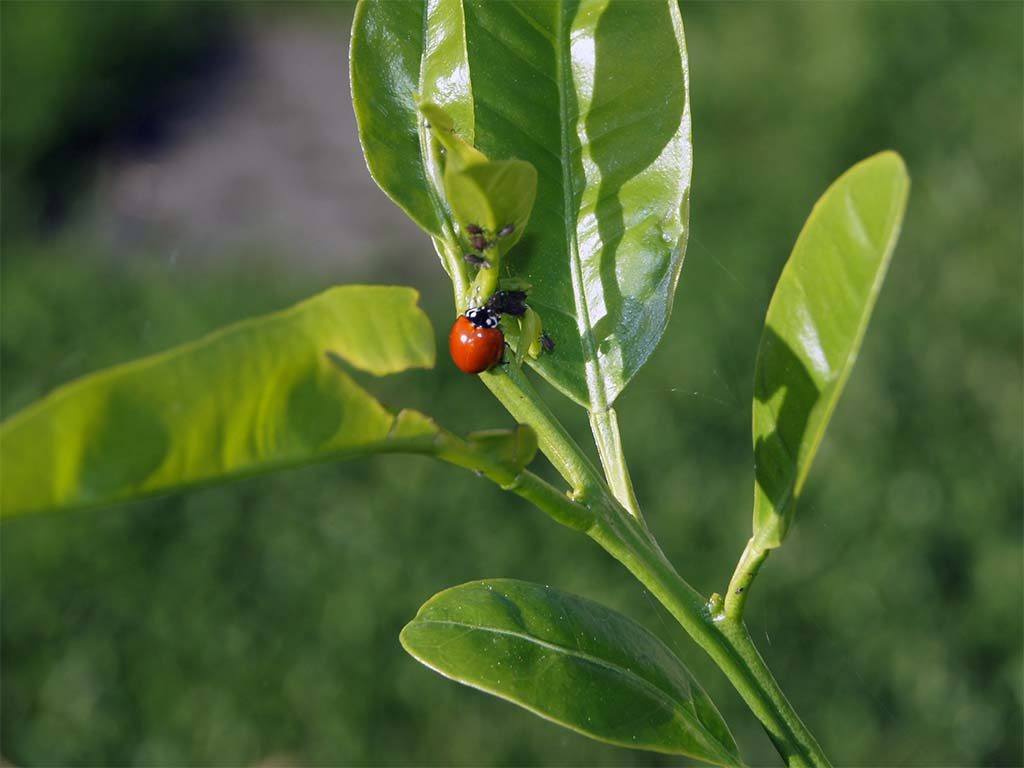 "Gartenfreund" beim Frühstück.