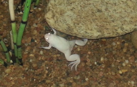 Neue Mitbewohner – Xenopus laevis