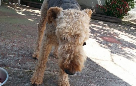 Neues Zuhause für Airedale Cadbury gesucht