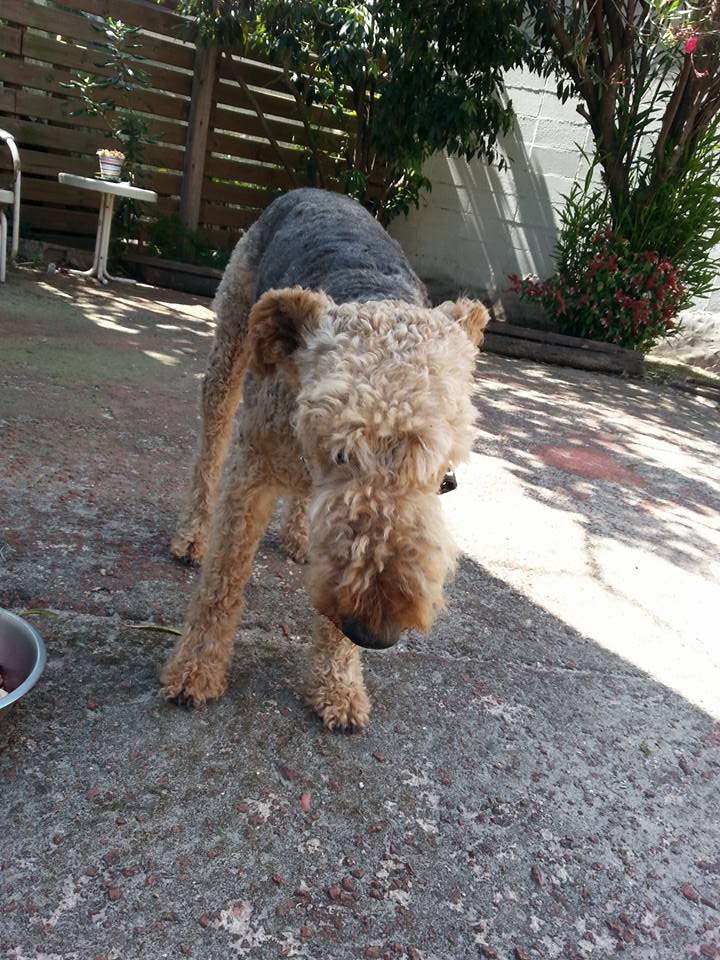 Airedale Cadbury